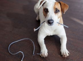 5 Ways To Keep Your Pets Safe Around Electricity (Melbourne Pet Owners’ Guide)